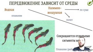 Л.32 | ДВИЖЕНИЕ ОРГАНИЗМОВ | ОБЩАЯ БИОЛОГИЯ ЕГЭ