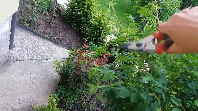 Штамбовые розы! Уникальный метод! Продолжение темы. смотреть онлайн