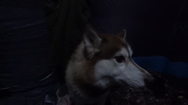 Призраки! Мёртвая ДЕРЕВНЯ! С Молодой Девушкой Живём в ПАЛАТКЕ! Взяли собаку что бы отпугивала ДУХОВ смотреть онлайн