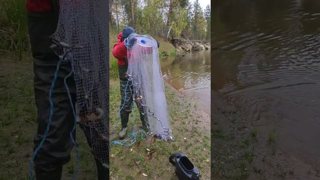 Как наловить живца быстро и аккуратно