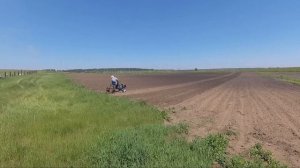 Мотоблок Нева с задним адаптером. Боронование картофеля.