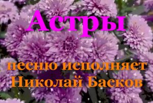 Астры