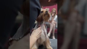 ГРУМИНГ ЙОРКШИРСКОГО ТЕРЬЕРА / КАК ПОДСТРИЧЬ ЙОРКА / GROOM SCHOOL