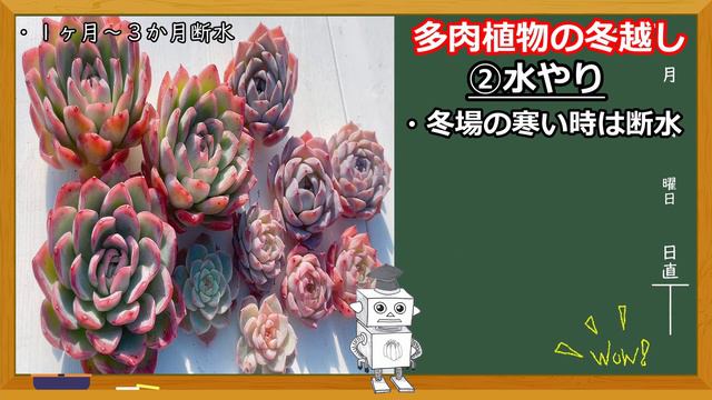 【多肉屋さん】＃ 11 多肉植物の冬越し смотреть онлайн