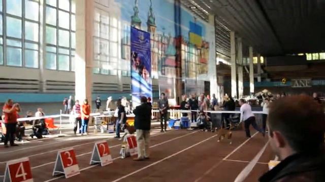 Украинский боксер клуб Моно породная выставка 2014 смотреть онлайн