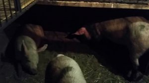 Мой  курятник - свинарник