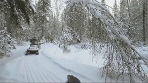 Хозяева тайги. Выпуск 5. 2016 год