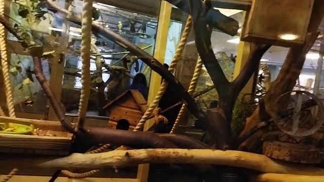 самые красивые крысобелки тупайя северная 2 декабря 2022 г. смотреть онлайн