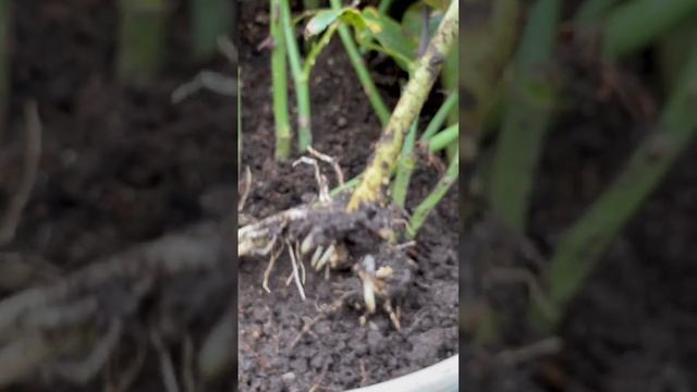 Как должна выглядеть корневая система у корнесобственных роз. Часть 1
