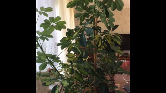 ШЕФФЛЕРА. ПЕРЕСАДКА И РАЗМНОЖЕНИЕ