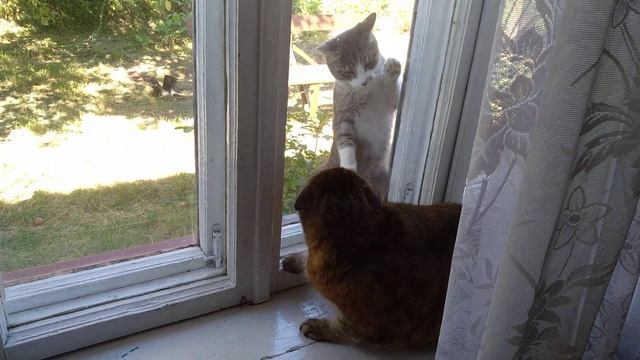 Кошка на окне(страшное) смотреть онлайн