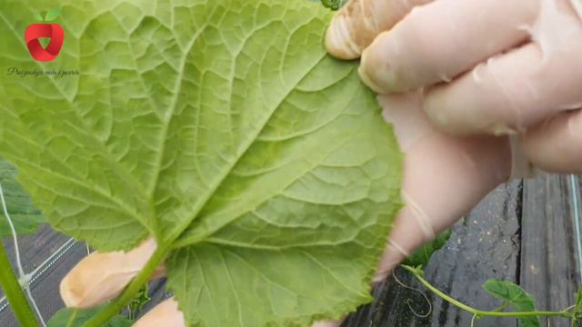 Dali je kasno za posijati krastavac? Kako brzo razviti biljku i dobiti obilje plodova? смотреть онлайн