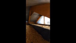 Гнездо шершней...