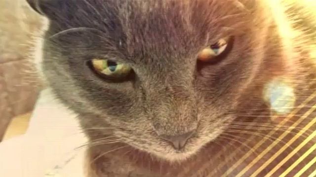 Животные!!! Няшки?? смотреть онлайн