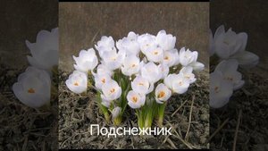 Цветы подходят для создания украшений из эпоксидной смолы, не только цветы, но можно листья.