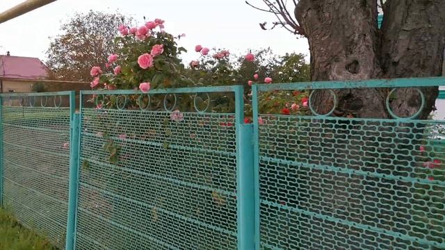 #варениковская 23.09.21 Станица Варениковская. Дорога домой. смотреть онлайн