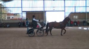 Indoor Carriage Driving Thames Valley Dressage Shaun Gibson