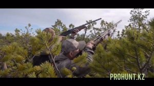 Охота на гуся в Казахстане. 2019 год