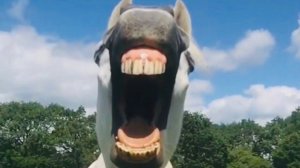 КРУТЫЕ ПРИКОЛЫ С ЛОШАДЬМИ!!!FUNNY HORSES!FUN WITH HORSES/JOKES HORSES/СМЕШНЫЕ ЛОШАДИ/CUTE HORSES