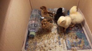 Цыплята при скрещивании разных пород кур