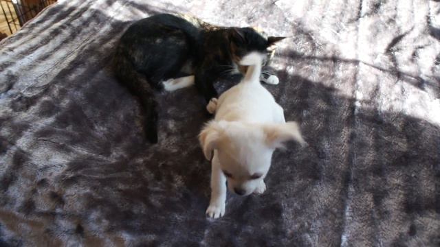 Белая девочка чихуахуа, 2 месяца смотреть онлайн