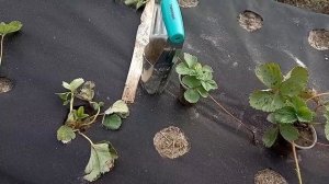 Поздняя осенняя посадка ремонтантной клубники саженцами в стаканах. Мальга