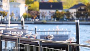 257. Гмунден, Австрия (Gmunden, Austria). Пятничный Отжим