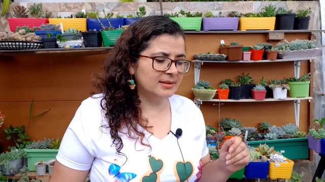 Actualización de 6 DECAPITACIONES EXITOSAS y sus desarrollos смотреть онлайн