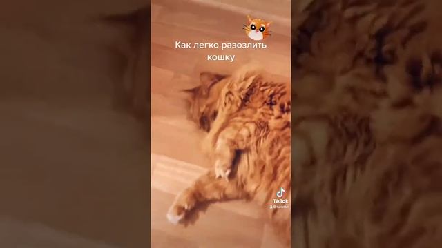 Как взбесить кота