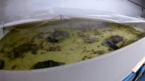 Разведение раков. С ЧЕГО НАЧАТЬ ИЛИ С ЧЕГО НАЧИНАЛ Я.