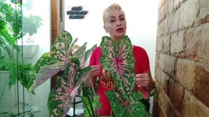 CALADIUM  híbrido do "Pink BEAUTY"  (beleza rosa )