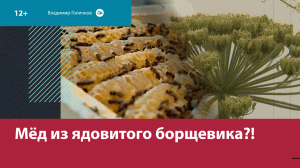 Подмосковный фермер делает мёд из борщевика — Москва FM