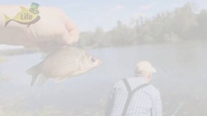 Секреты ловли карася в сентябре на поплавочную удочку с берега! Как ловить карася на поплавок осень