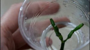 Как укоренить хатиору. В воде, и в земле.  __Валентина Земскова.