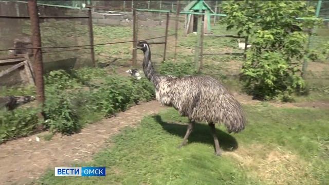 В Большеречье впервые пройдет "Ночь в зоопарке" смотреть онлайн