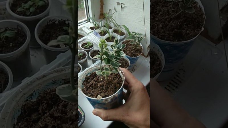 КУПИЛА С ДОВЕСКОМ