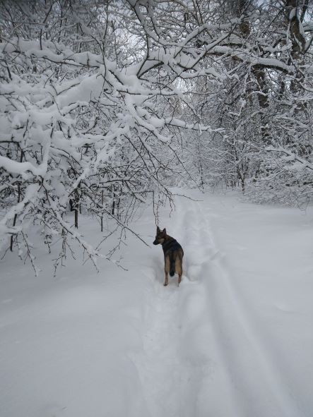 Зимняя прогулка по лесу. смотреть онлайн
