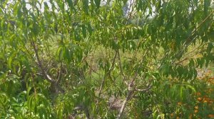 Персик сорт сан крест