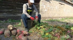 Уборка Кормовой Свеклы. Мой Новый Участок.