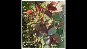Samsung Galaxy S21 Plus VS Samsung Galaxy S20 Plus Camera Comparison