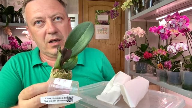 посылка с орхидеями распаковка и обзор НОВЫХ орхидей ВСЕОБЩИХ хотелок