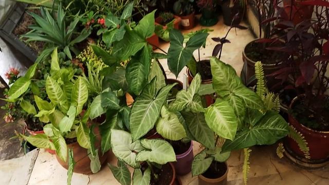 Syngonium plant | arrow head plant care | indoor plants