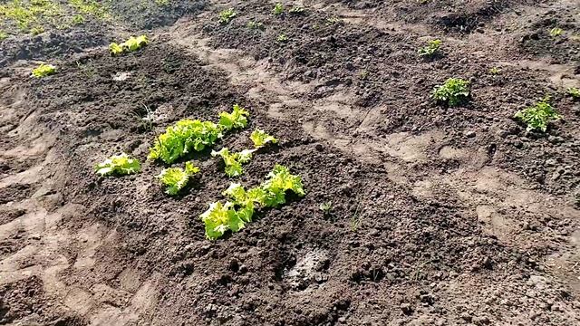 Продолжаю Сажать ???Кабачки и Патиссоны в Открытый Грунт. 3 июня 2023г.?