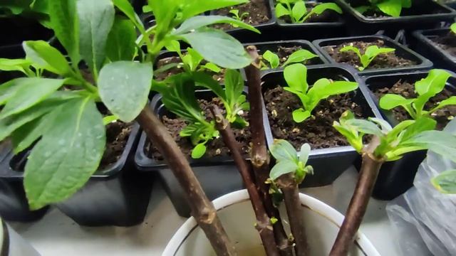 Как буду укоренять Самарскую Лидию.Черенкование метельчатой гортензии зелеными черенками?? смотреть онлайн