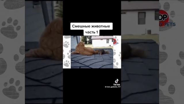 еноты просто угар ??? смотреть онлайн