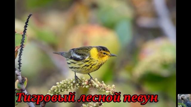 Лесные ( миртовые) певуны. смотреть онлайн