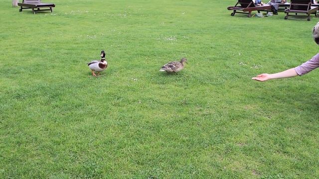 Prague. Botanická zahrada. Ботанический сад. Прага смотреть онлайн