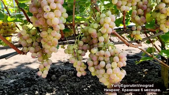 ? Этот ВИНОГРАД можно ХРАНИТЬ 6 МЕСЯЦЕВ! Как выглядит НИМРАНГ 10 апреля. Только не в этом году! смотреть онлайн