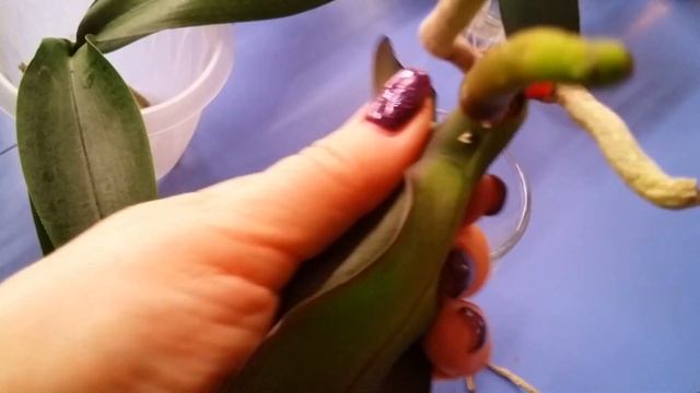 Обработка уцененных орхидей.Максимом..11.02.2020. смотреть онлайн