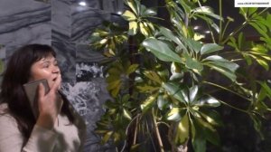 ЦВЕТЕНИЕ большой пестролистной ШЕФЛЕРЫ в интерьере Дворца культуры.